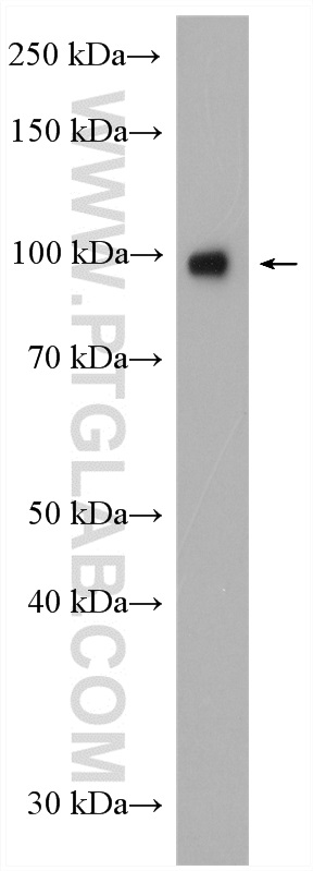 WB analysis of HEK-293 using 18094-1-AP