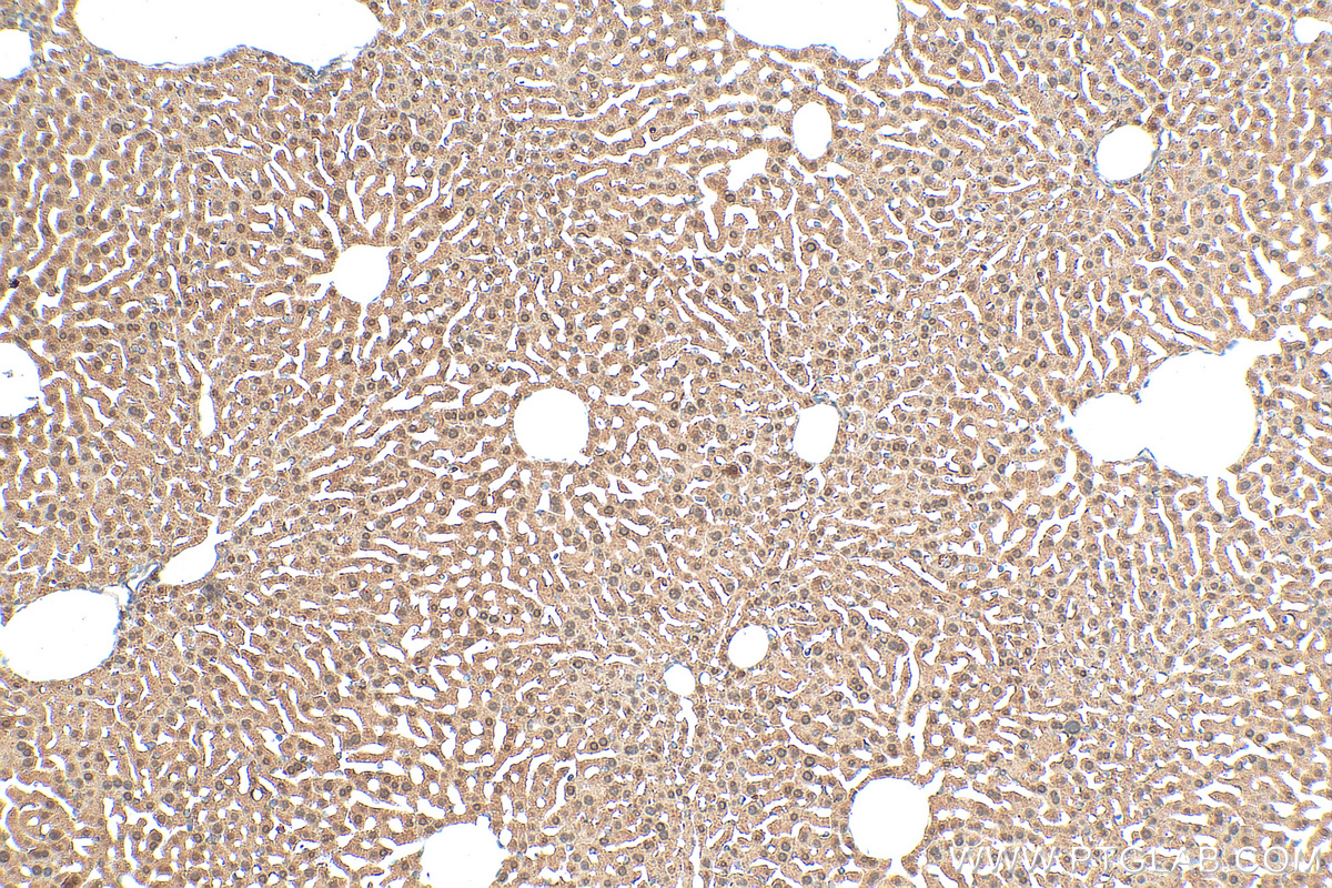 IHC staining of mouse liver using 30680-1-AP