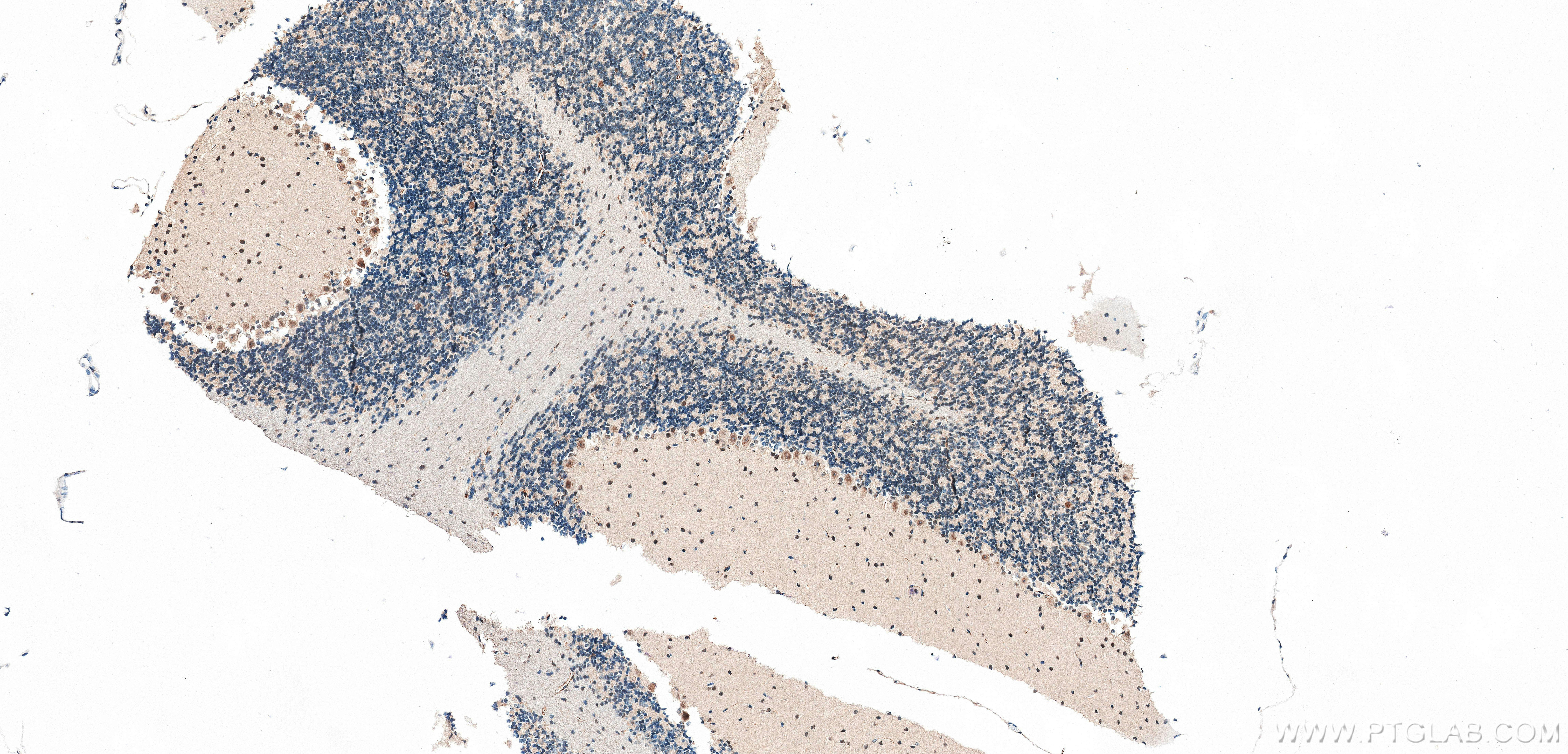 IHC staining of mouse cerebellum using 82829-1-RR IHC staining of mouse cerebellum using 82829-1-RR
