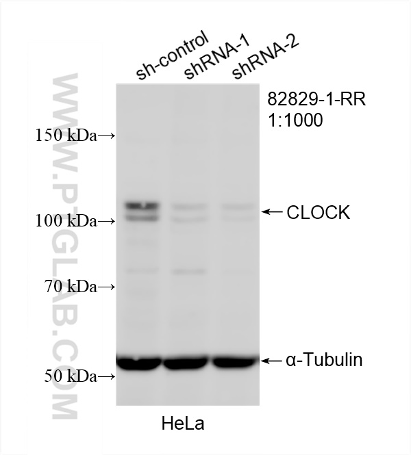 WB analysis of HeLa using 82829-1-RR