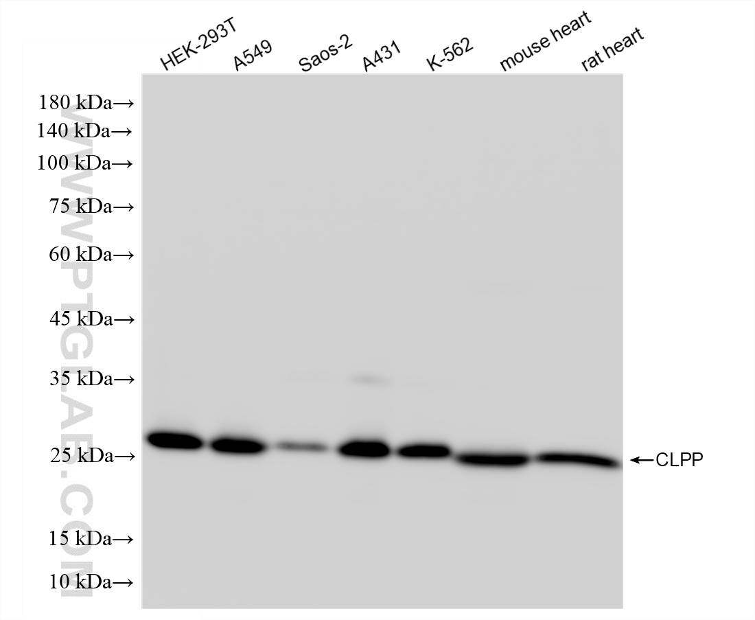 WB analysis using 87187-3-RR (same clone as 87187-3-PBS) WB analysis using 87187-3-RR (same clone as 87187-3-PBS)