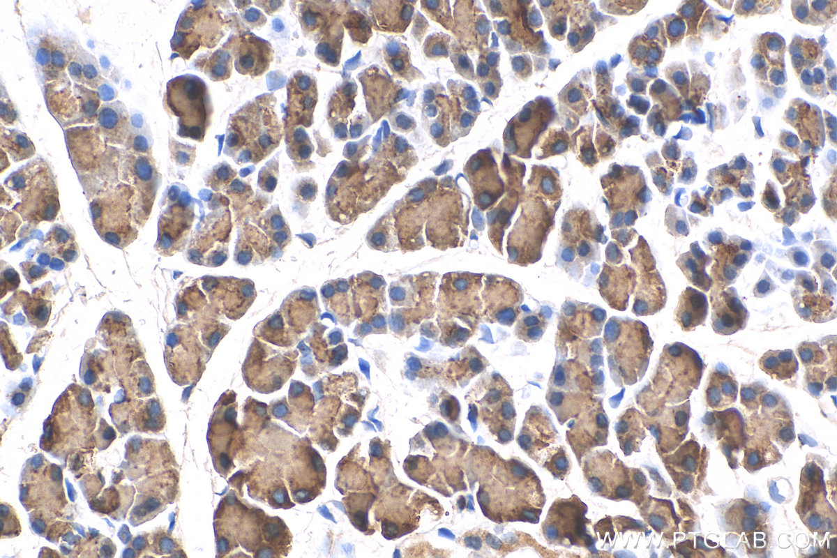 IHC staining of rat pancreas using 11766-1-AP