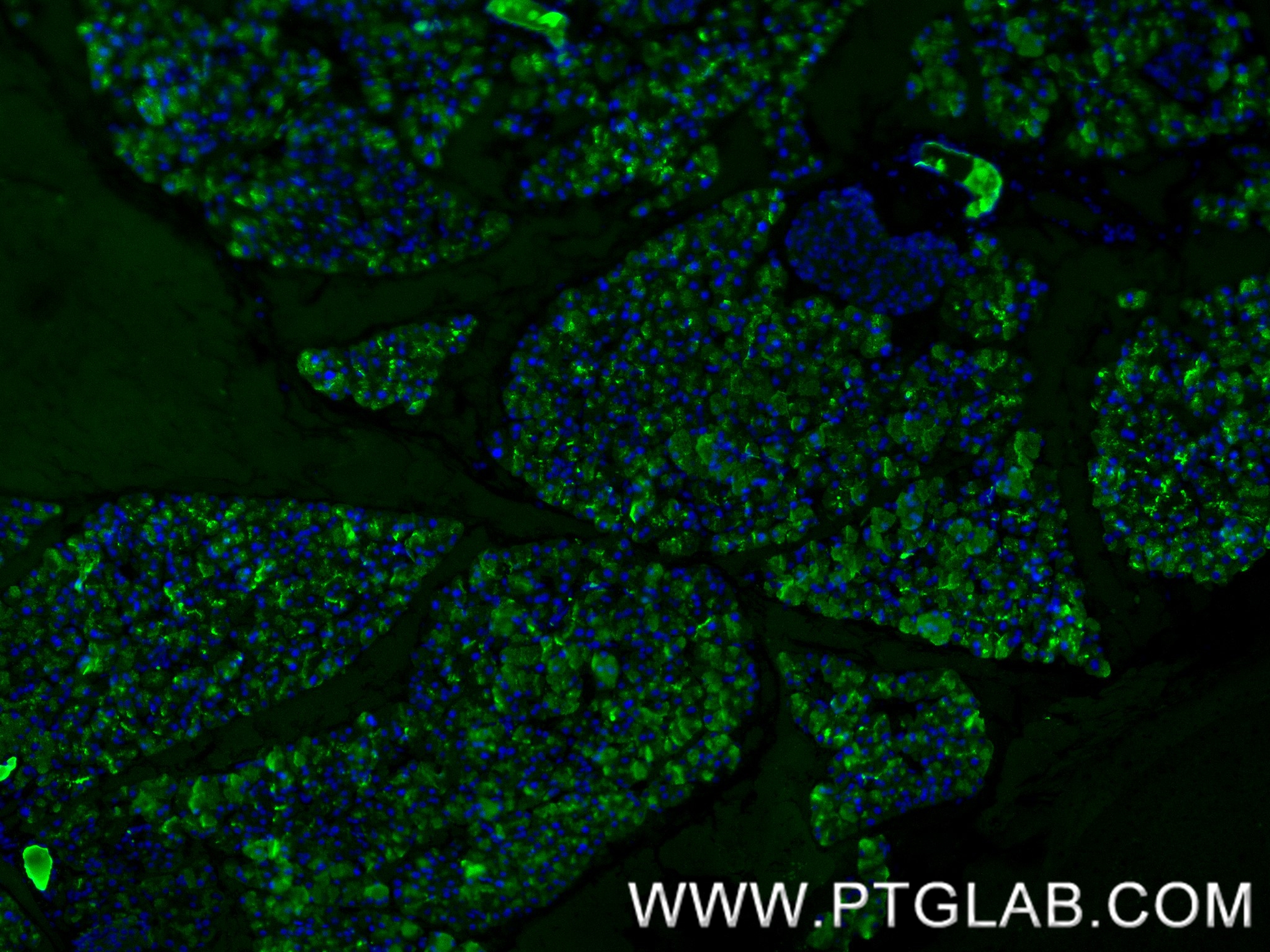 IF Staining of mouse pancreas using 84224-2-RR