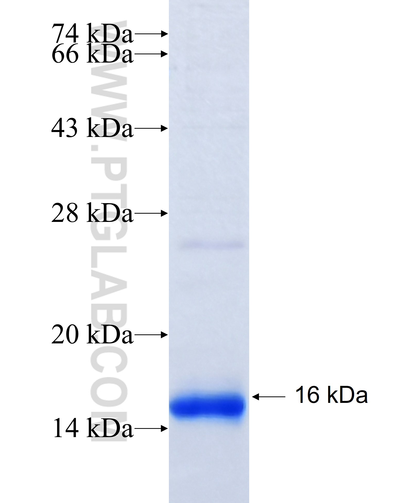 CLRN1 fusion protein Ag24289 SDS-PAGE