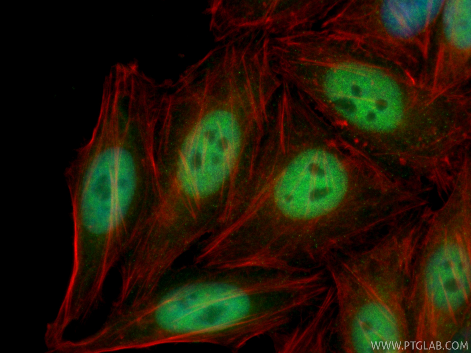 IF Staining of HepG2 using 23206-1-AP