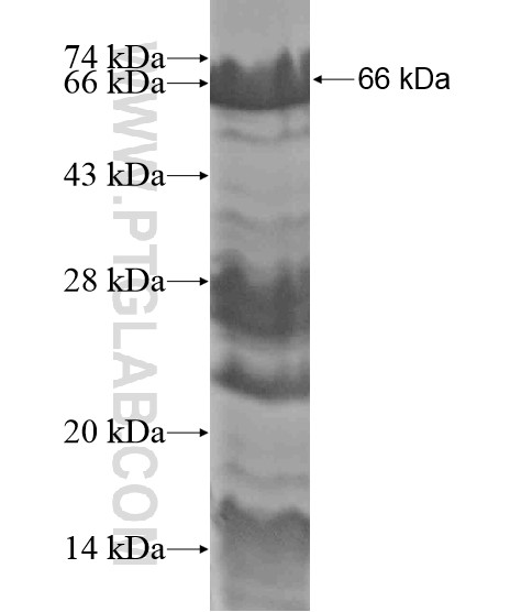 CLSPN fusion protein Ag19650 SDS-PAGE CLSPN fusion protein Ag19650 SDS-PAGE
