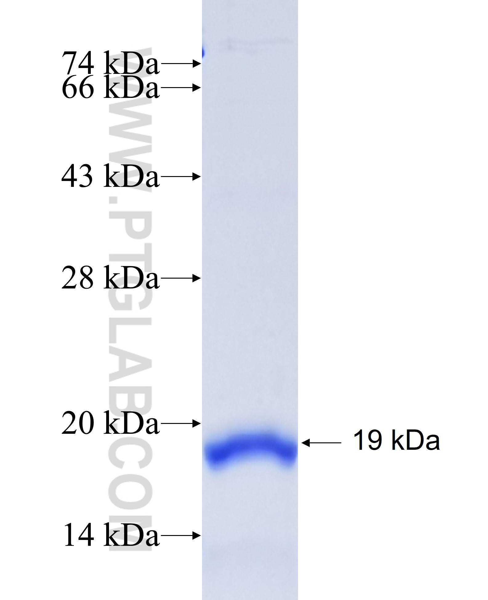 CLSTN3 fusion protein Ag14897 SDS-PAGE