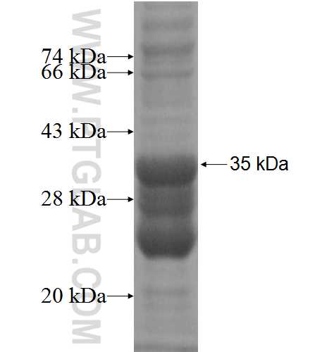 CLSTN3 fusion protein Ag4107 SDS-PAGE