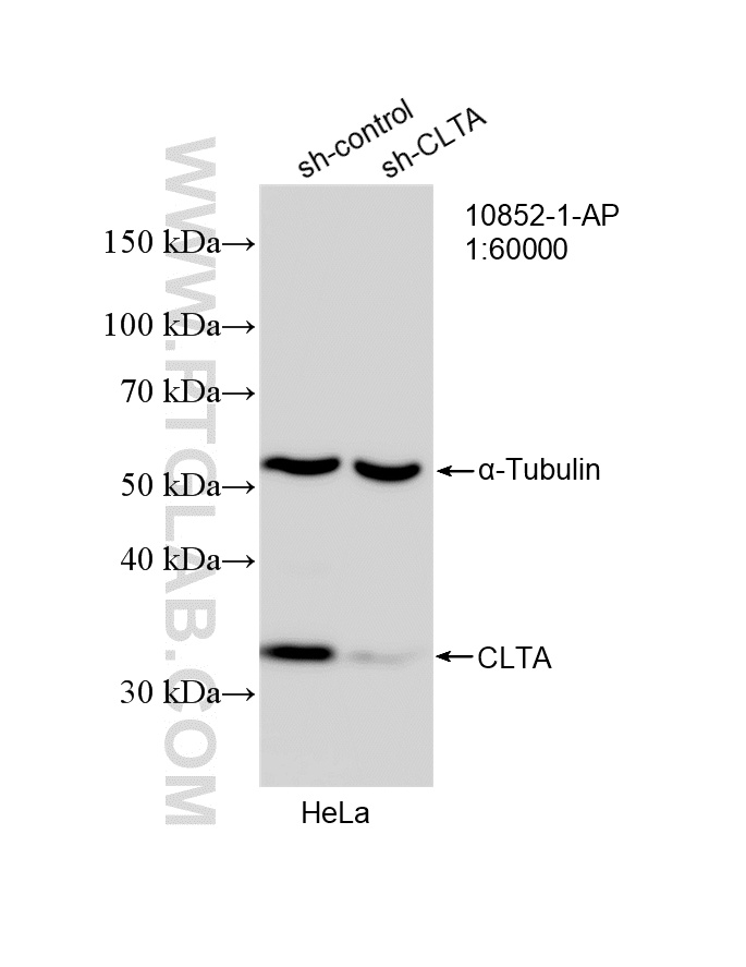 WB analysis of HeLa using 10852-1-AP
