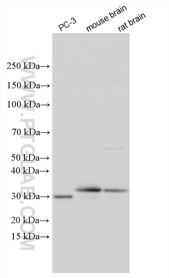 Various lysates were subjected to SDS PAGE followed by western blot with 10455-1-AP (CLTB antibody) at dilution of 1:20000 incubated at room temperature for 1.5 hours. WB analysis using 10455-1-AP