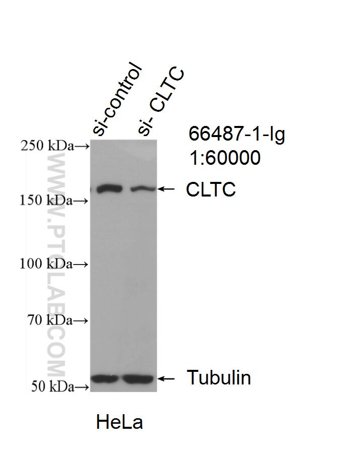 WB analysis of HeLa using 66487-1-Ig