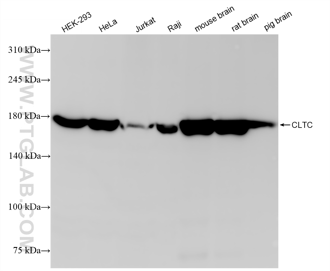 WB analysis using 86660-3-RR WB analysis using 86660-3-RR
