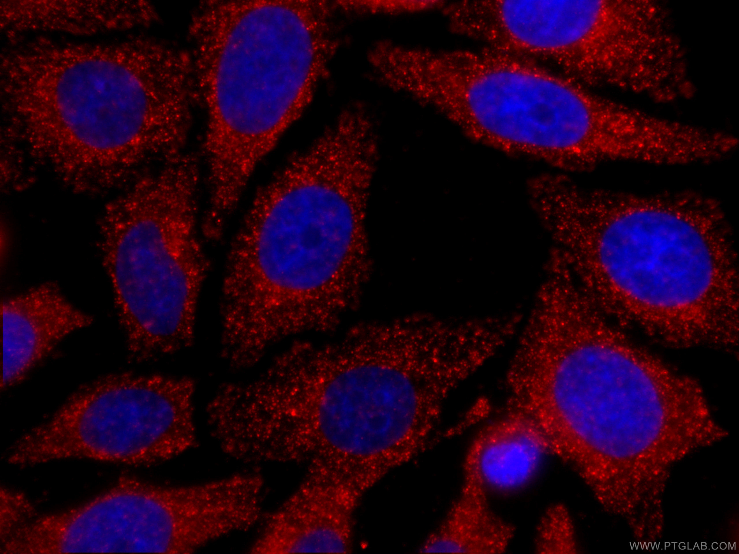 IF Staining of HepG2 using CL594-66487