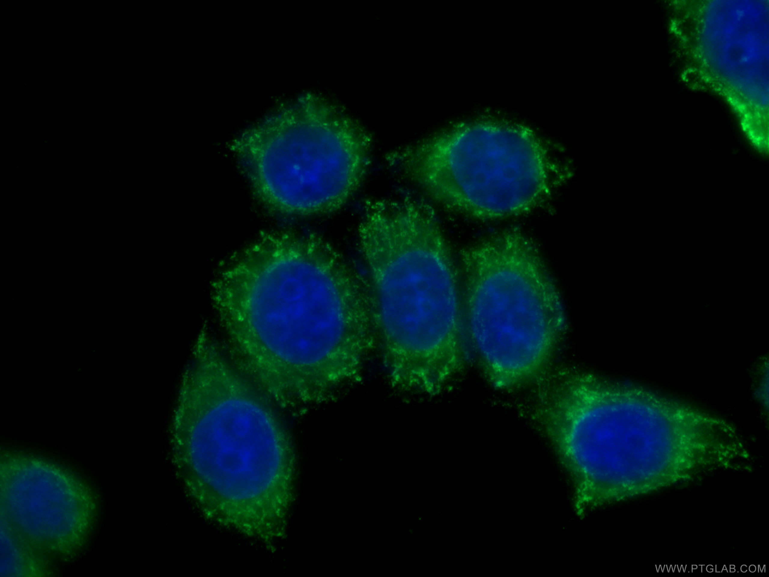 IF Staining of HeLa using CL488-66274