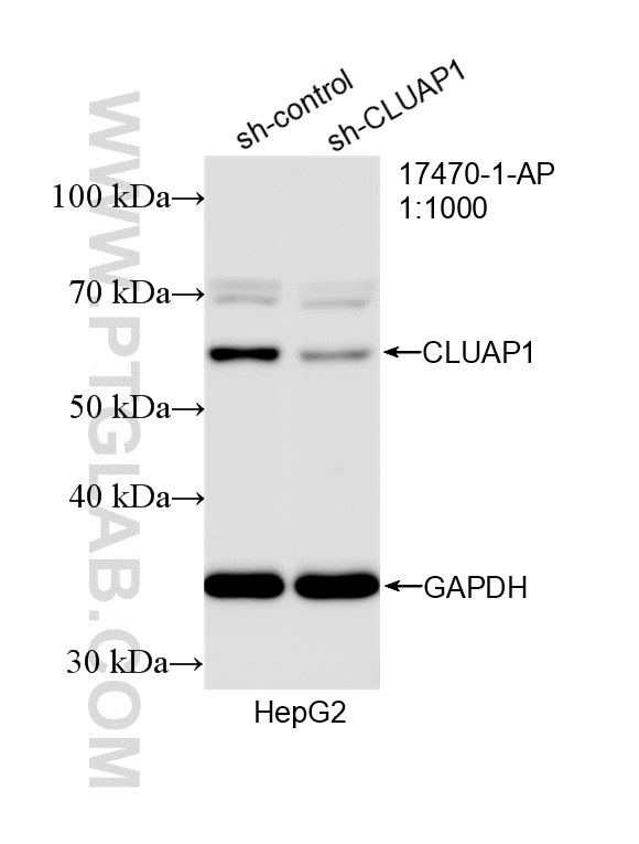 WB analysis of HepG2 using 17470-1-AP