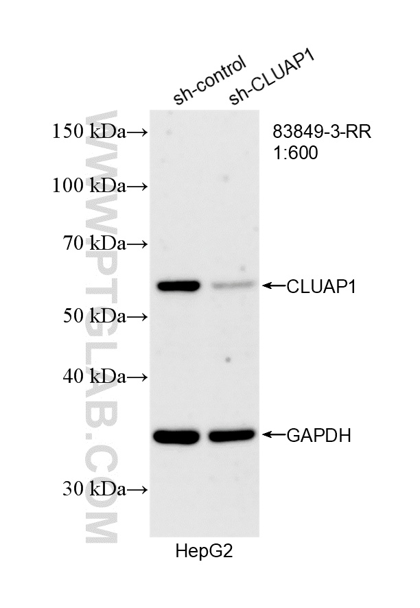 WB analysis of HepG2 using 83849-3-RR