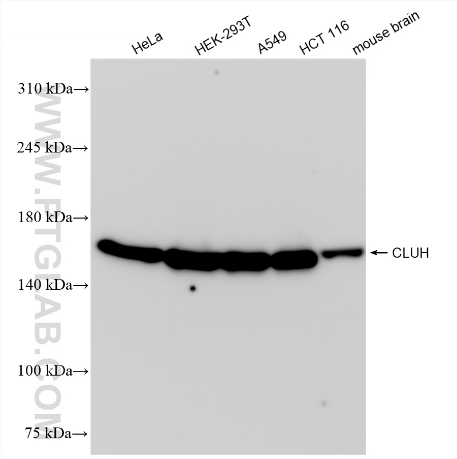WB analysis using 84321-3-RR