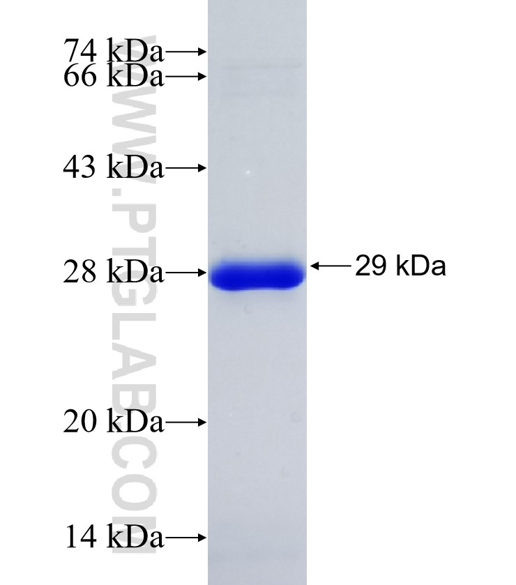 CLUH fusion protein Ag34293 SDS-PAGE CLUH fusion protein Ag34293 SDS-PAGE