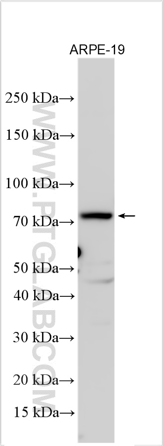 WB analysis using 27498-1-AP