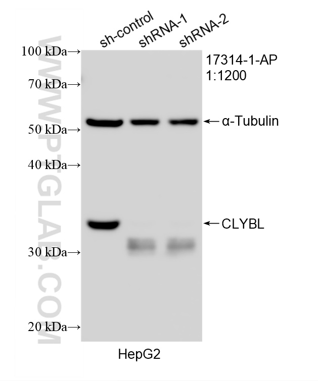 WB analysis of HepG2 using 17314-1-AP