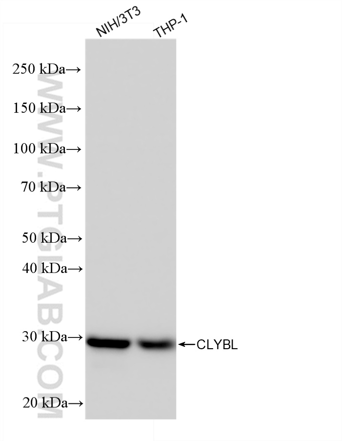 WB analysis using 85399-4-RR (same clone as 85399-4-PBS)
