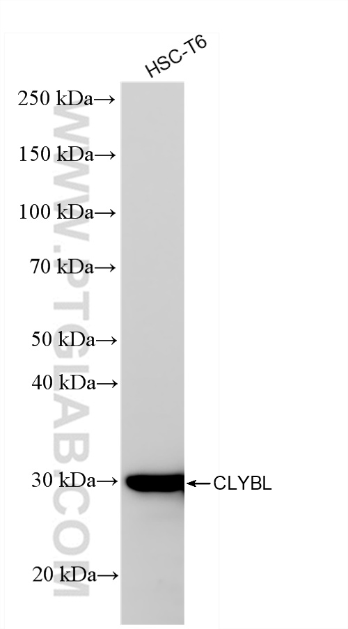 WB analysis of HSC-T6 using 85399-4-RR (same clone as 85399-4-PBS)