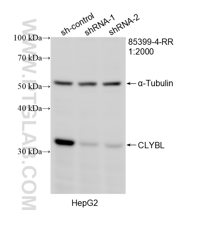 WB analysis of HepG2 using 85399-4-RR WB analysis of HepG2 using 85399-4-RR