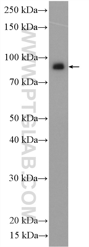 WB analysis of K-562 using 12851-1-AP