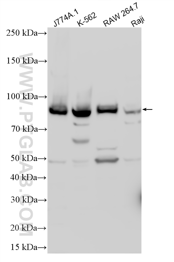 WB analysis using 12851-1-AP
