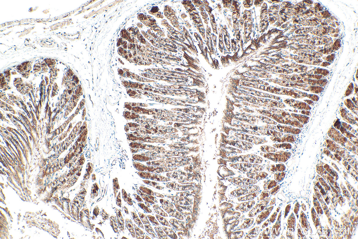 IHC staining of mouse stomach using 26559-1-AP