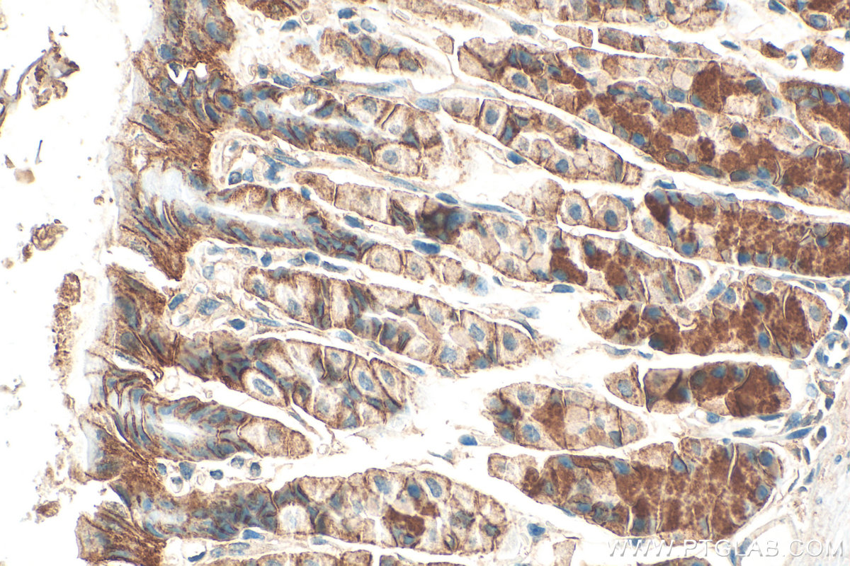 IHC staining of mouse stomach using 26559-1-AP