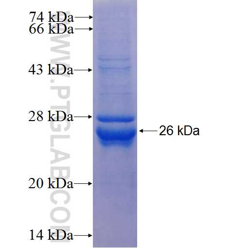 CMTM6 fusion protein Ag25564 SDS-PAGE