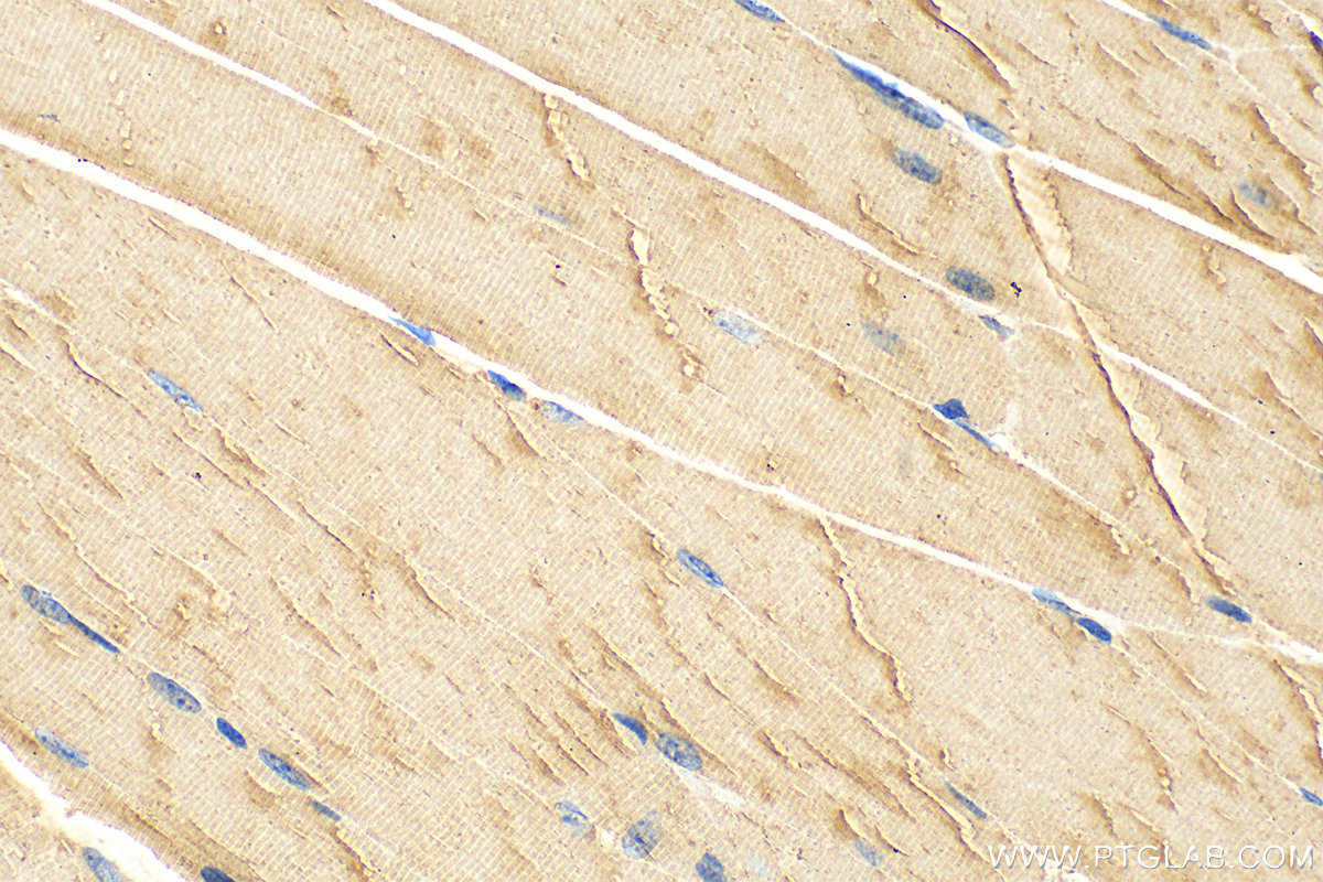 IHC staining of mouse skeletal muscle using 31176-1-AP