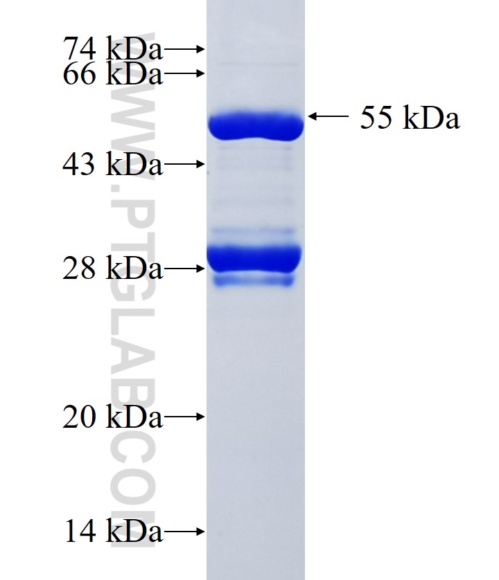 CMYA5 fusion protein Ag34422 SDS-PAGE