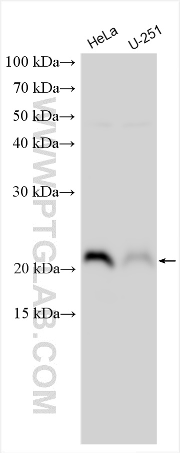 WB analysis using 14717-1-AP