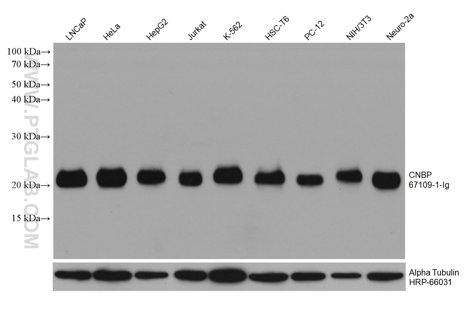 WB analysis using 67109-1-Ig