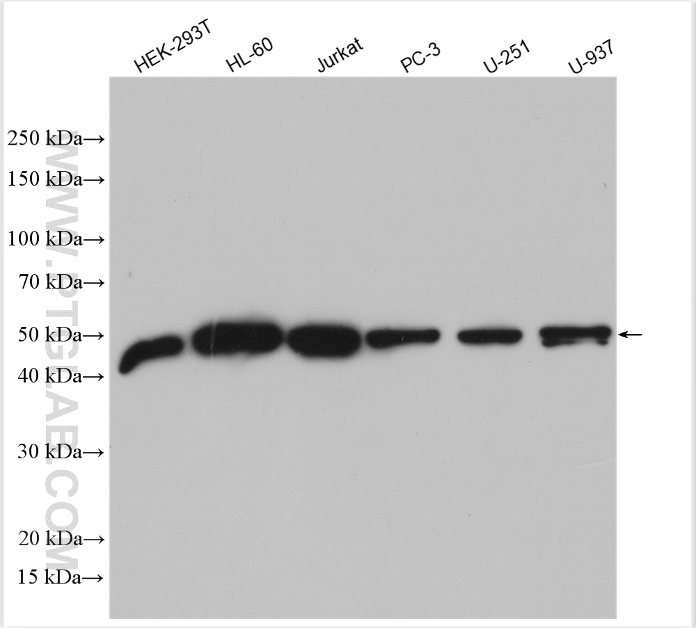 CNDP2