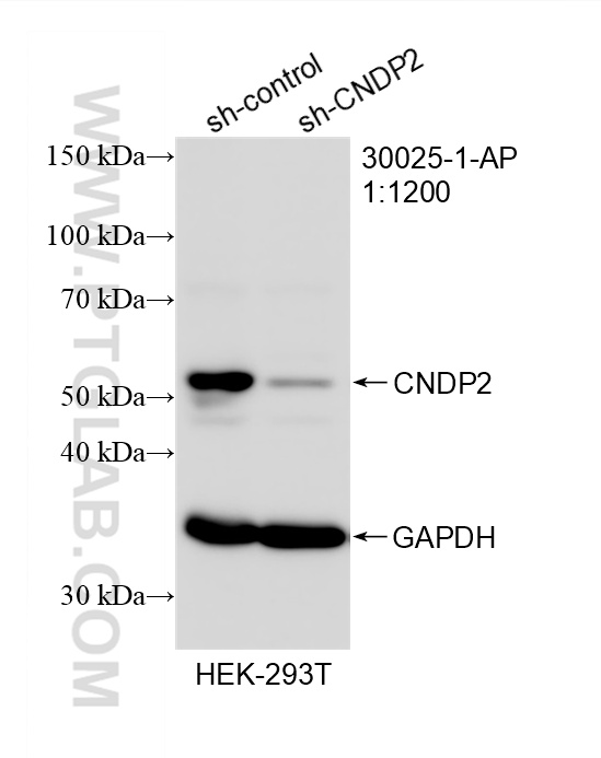WB analysis of HEK-293T using 30025-1-AP