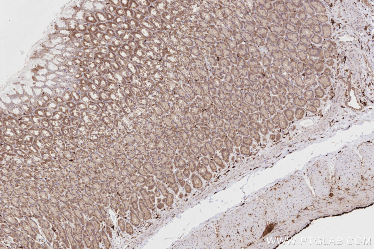 IHC staining of rat stomach using 84924-7-RR