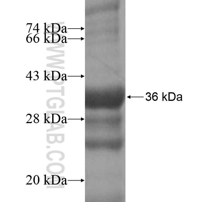 CNIH fusion protein Ag12501 SDS-PAGE CNIH fusion protein Ag12501 SDS-PAGE