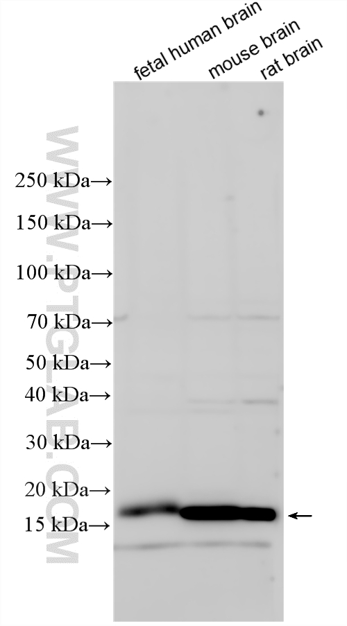 WB analysis using 14260-1-AP