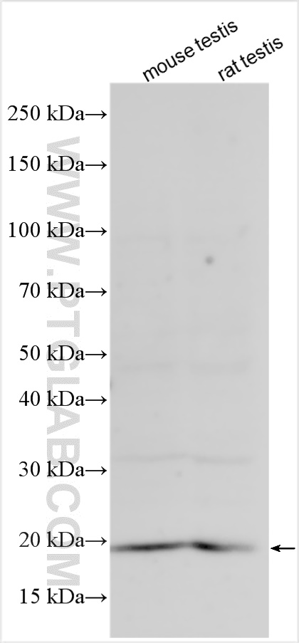 WB analysis using 15015-1-AP