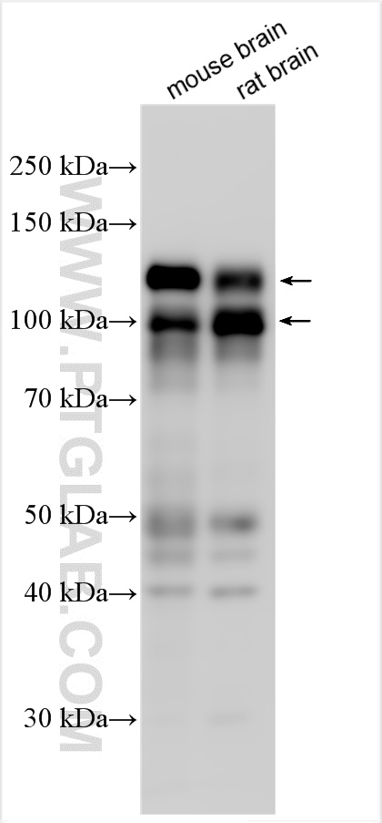 CNKSR2