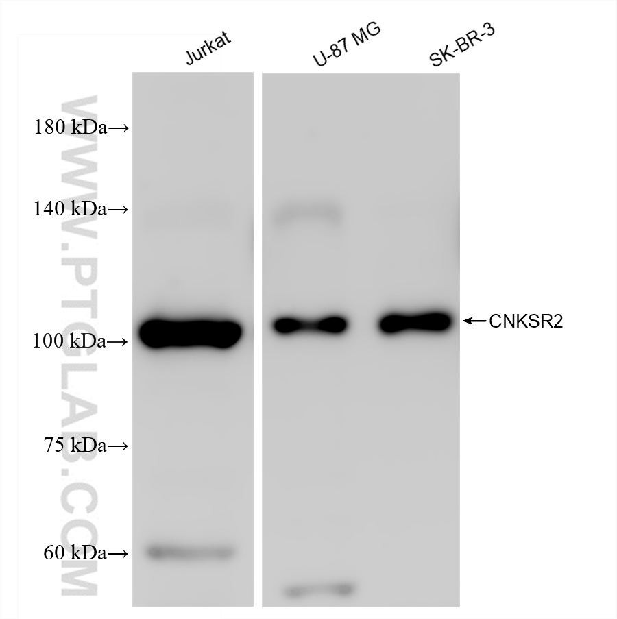 WB analysis using 83354-3-RR