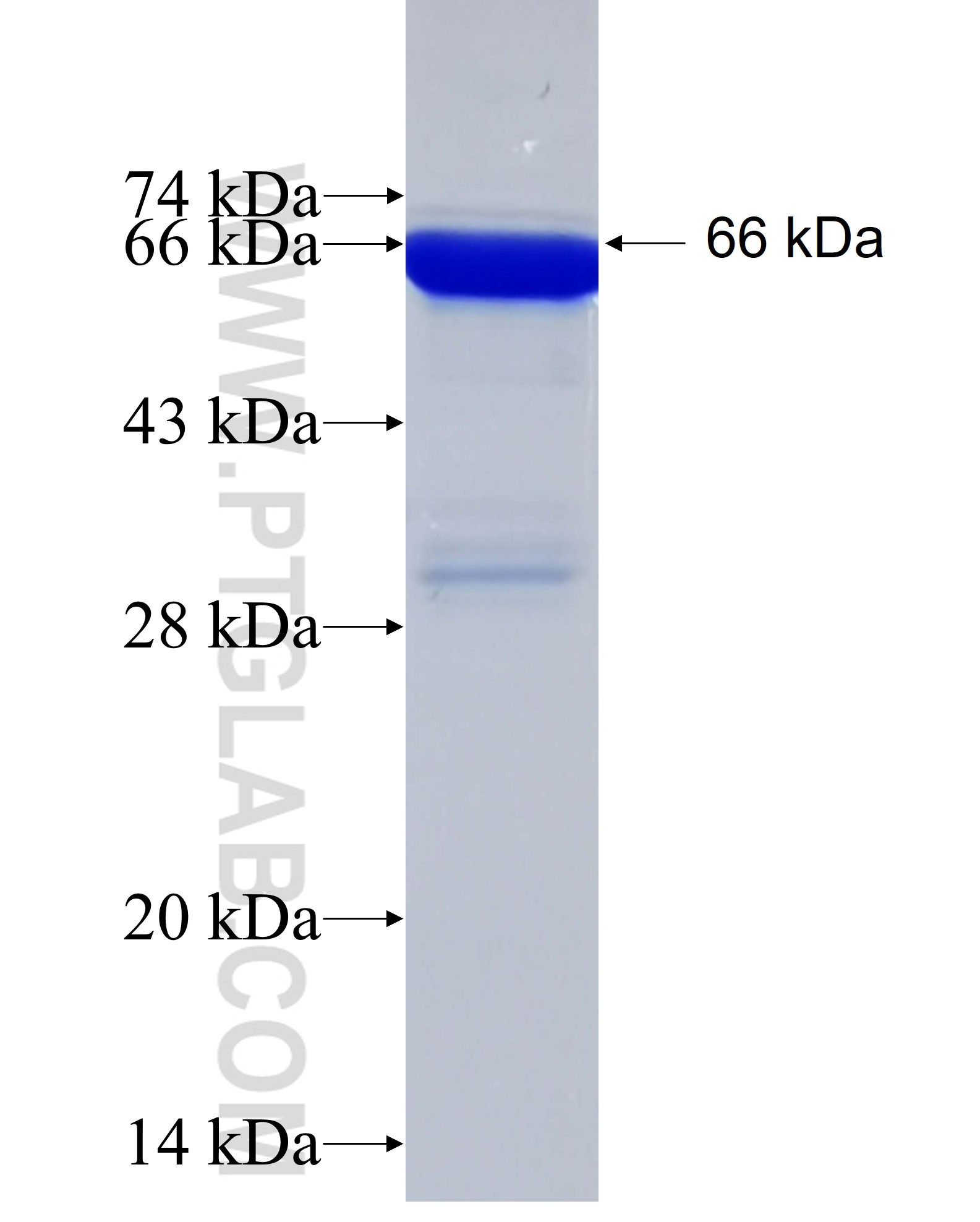 CNKSR3 fusion protein Ag5213 SDS-PAGE