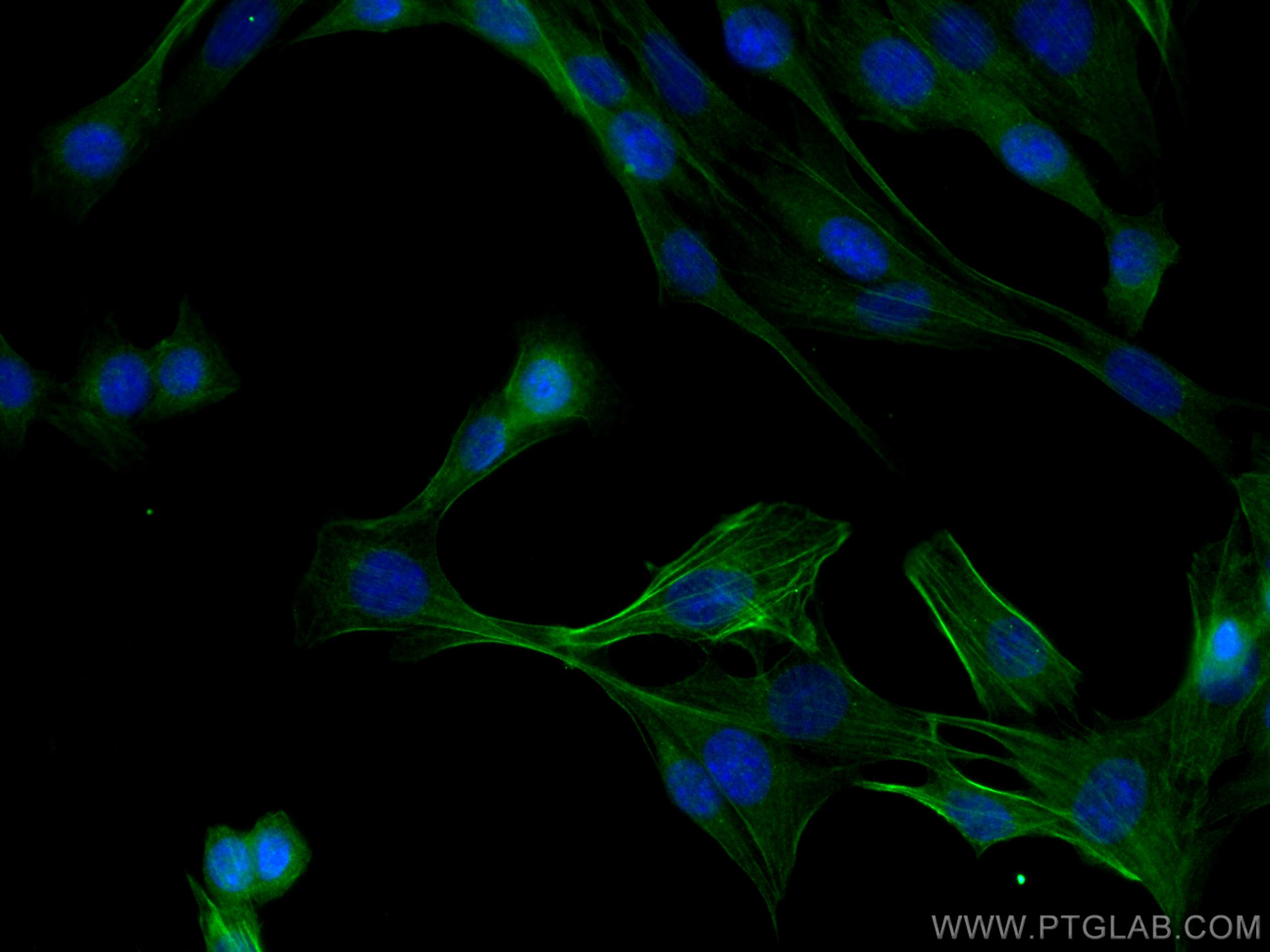 IF Staining of C2C12 using 13938-1-AP