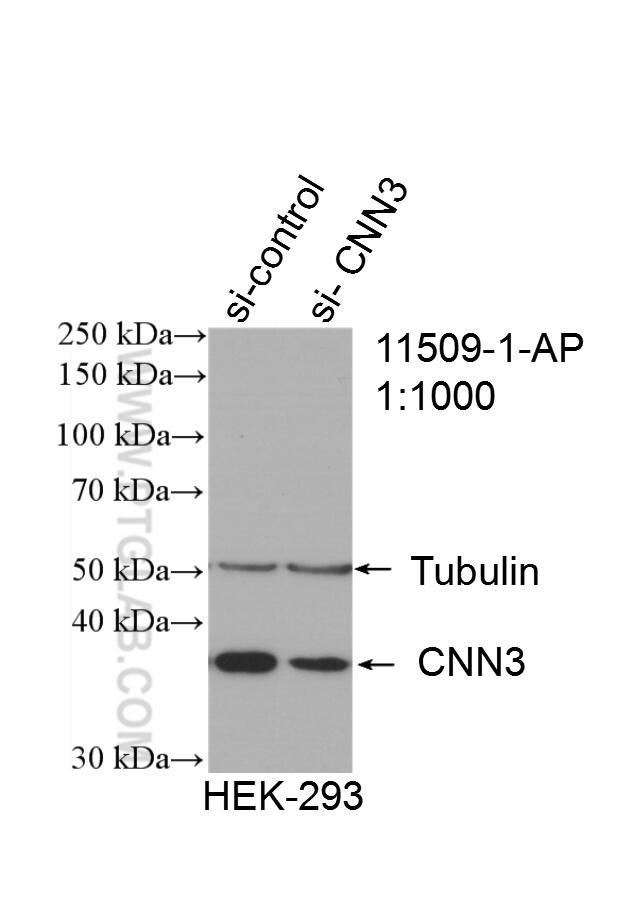 WB analysis of HEK-293 using 11509-1-AP