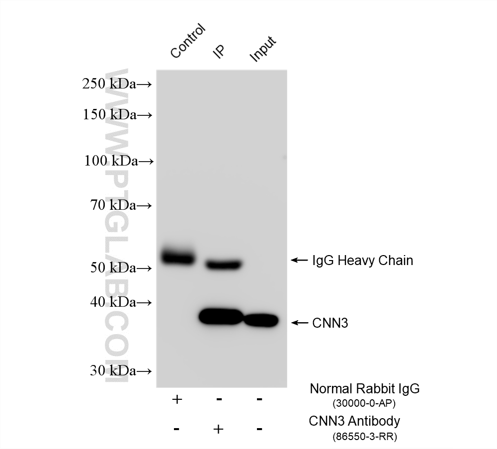 IP experiment of HEK-293 using 86550-3-RR