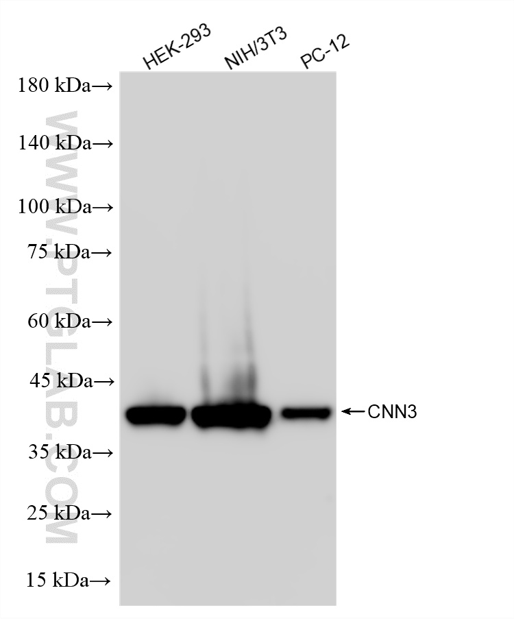WB analysis using 86550-3-RR