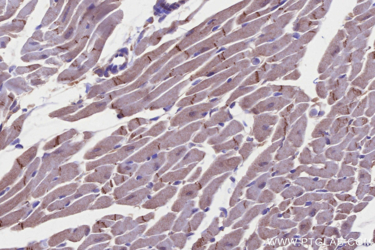 IHC staining of mouse heart using 13976-1-AP